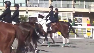 2015 12 19 第51回関東高等学校自馬競技大会 第1競技 部班馬場馬術競技 馬杉寿大 慶喜号 part1