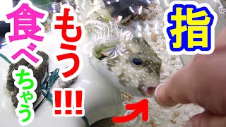 サザナミフグ　エサおねだり！！指も食べちゃうから♪♪　エサやり　海鮮　爆食　pufferfish　आध्मादतक मछली　ikan buntal　ปลาปักเป้า　baiacu　cá nóc