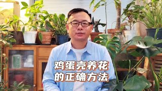 鸡蛋壳养花的正确使用方法：简单4步，可做长效磷肥