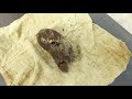 the very strange newborn elongated skull baby head filmed in paracas peru