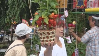 浅草でほおずき市始まる 江戸風鈴も涼やかに