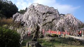 平成最後の般若寺のしだれ桜　山口県平生町