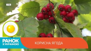 Глод: чим корисна ця ягода та як її правильно використовувати | Ранок з Україною