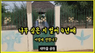 아프리카에 나무심기. 공원에 나무들은 잘 살고 있나? #버드나무