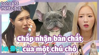 [CCTG Tập 135 #7]ENG/VIETSUB|Bạn có thực sự hiểu về giống chó mình nuôi?|220718 KBS WORLD TV