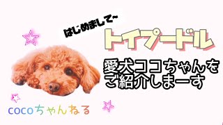 愛犬ココちゃんをご紹介！【トイプードル】【自己紹介動画】#トイプードル#犬#動物#愛犬 #ココちゃんねる #どうぶつ #ペット #自己紹介動画