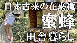 【ニホンミツバチ】希少なニホンミツバチの絶品ハチミツと烏骨鶏。茄子で4品料理。自然豊かな里山暮らしの日々｜村暮らし｜移住【標高800mの田舎暮らし】