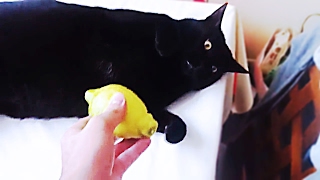 🐱 猫はレモンを食べる 🍋