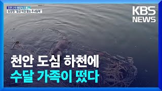 천안 도심 하천에 수달 가족…KBS 카메라에 포착 / KBS  2022.01.06.