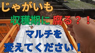 じゃがいも栽培に白マルチのご提案　２５０２１８