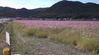 2013　10.10　たつの市揖保川町馬場のコスモス畑