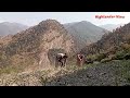 maize farming in himalayan region style of maize hoe makai goadmel