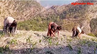 Maize farming in Himalayan Region||Style of Maize Hoe||Makai Goadmel