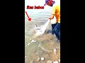 AMAZING...‼️menjala ikan sekali tebar panen ikan belanak super babon