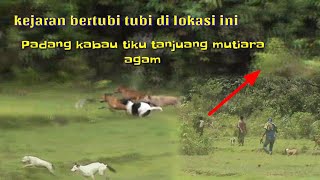 BERBURU BABI HUTAN DI PADANG KABAU TIKU TANJUANG MUTIARA AGAM