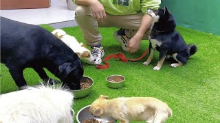 柴犬波仔对狗护食问题已经纠正