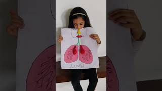 prish shah grade 2 project lungs,,,