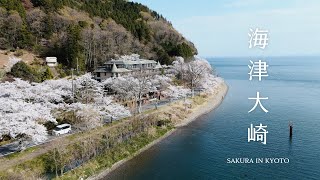 桜の京都｜海津大崎、背割堤、哲学の道、伏見十石舟、又兵衛桜、奈良高見の里