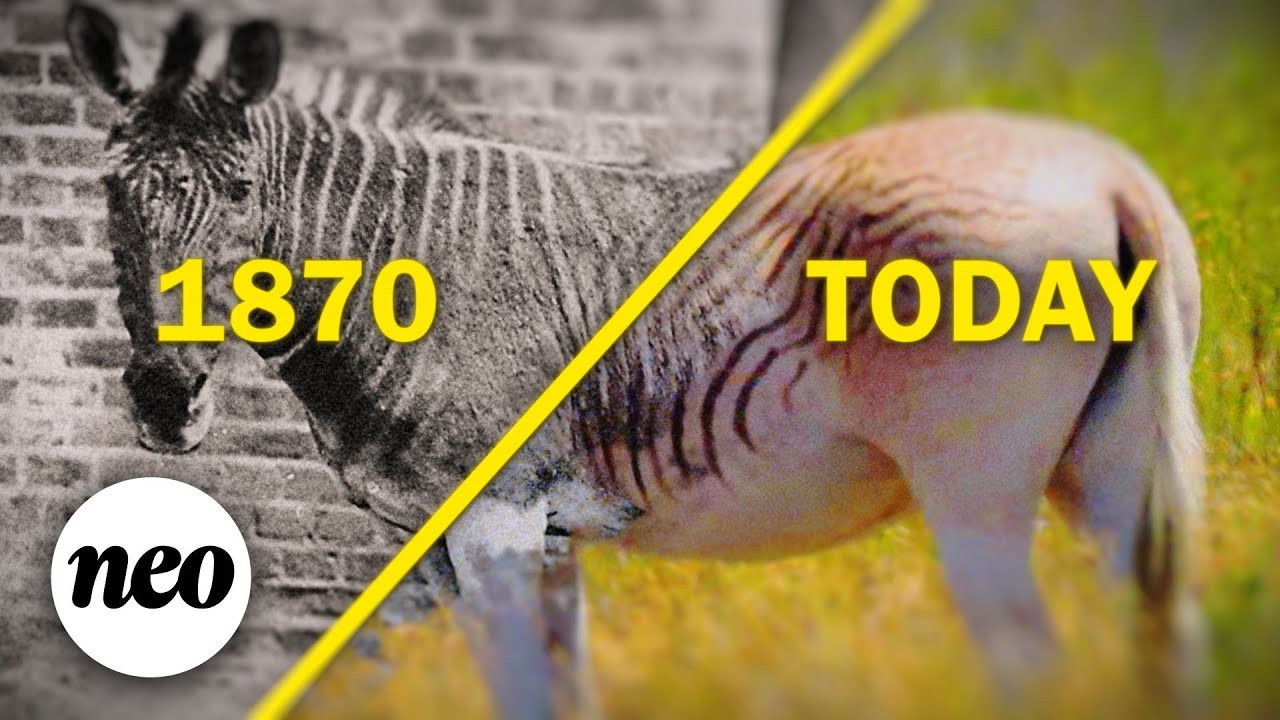 Extinct Animals That Are Back Tourolouco Meet 6 Exquisite Animals