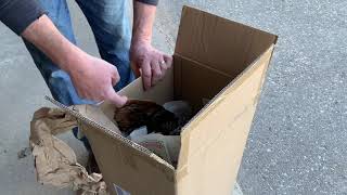 Shipping Turkey Skin