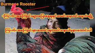 *ကြ*က်*အကြောင်းများပြောနေရရင်ထမင်းမေ့ဟင်းမေ့ဘဲဗျို့