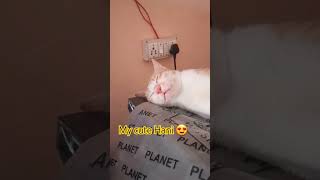 my cute cat Hani siliping  🥰🥰🥰🥰😍😍😍😍😍#shortvideo