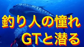 釣り人の憧れ GTと潜る #ロウニンアジ  #GT #浪人鯵 #GT釣り #GTフィッシング #Giant_trevally　#gianttrevally