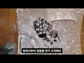 거대 타란튤라의 탈피과정 관찰하기