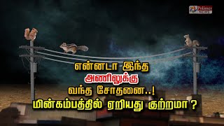 என்னடா இந்த அணிலுக்கு வந்த சோதனை..! மின்கம்பத்தில் ஏறியது குற்றமா? |  polimer news