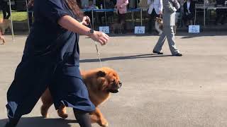 2019.9.28札幌第二愛犬クラブ展キング戦