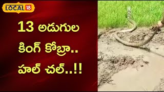 Vizag:13 అడుగుల కింగ్ కోబ్రా.. పంట పొలాల్లో హల్ చల్..!! | #local18