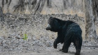 Sloth Bear Walking Walking - Bor Tiger Reserve