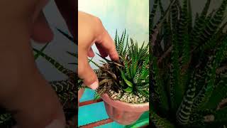 #Succulent #plant #succulents #plants #cactus #propagation #homegarden #tips #care