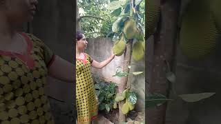 ഞങ്ങളുടെ വീട്ടിലെ കുഞ്ഞ് പ്ലാവ്#jackfruit