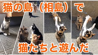 【猫の島①】相島（あいのしま）という、猫たちがたくさん暮らす島での猫との戯れ動画前編