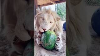 Lion Claws Melon!