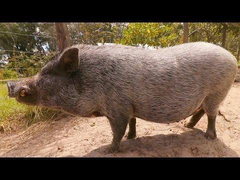 Pot Belly Pig Care For Beginners Pot Belly Pig Care For Beginners