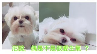 【瑪爾濟斯小可愛】就是愛生氣