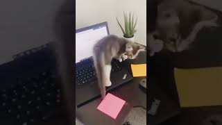 Funny Animal Videos 2022 😂 - Funniest Cats And Dogs Videos 😺😍😎