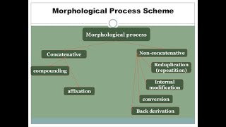 Morphological Processes Definitions and Examples