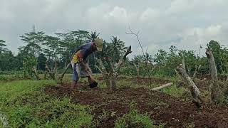 Rooted in Passion: The Joy of Growing Guavas from Soil to Harvest