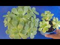 propagating aeonium decorum succulent