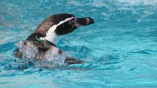 日本平動物園　フンボルトペンギン