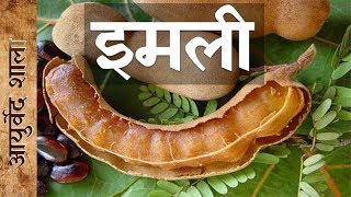 Tamarind tree | Imli |  Ayurved shala