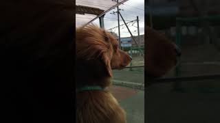 風を感じる犬 #shorts