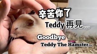 讓倉鼠安樂死，這個選擇正確嗎？Goodbye Teddy The Hamster