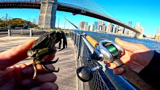 East River Fishing. Blackfish NYC Green Crab Bait