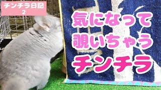 お隣さんが気になって覗きに来ちゃうチンチラが可愛すぎる！！【チンチラ日記その２】Chinchilla Diary２