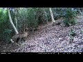 2024年11月4日　首都圏どうぶつ村 南高尾山稜 　シカ　地区：峰の薬師北門近く　　 animals of mt. takao