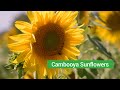 Cambooya Sunflowers // Toowoomba Region